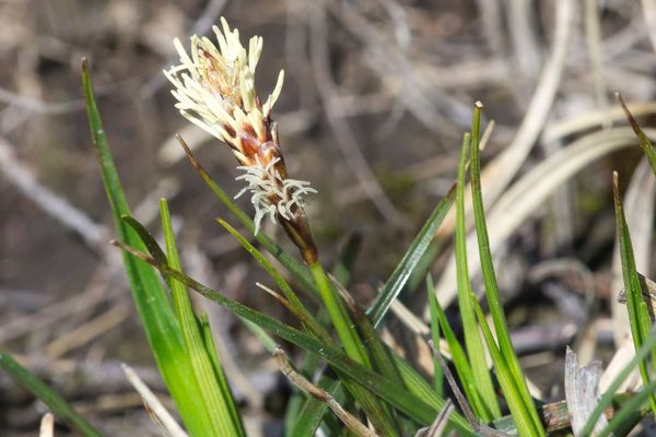 Rare spring-sedge