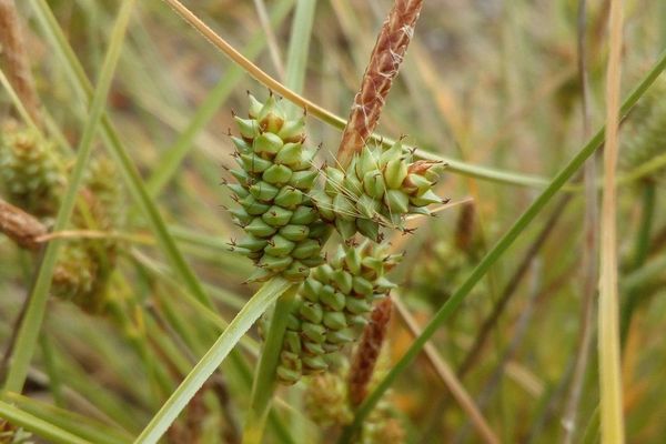 Longbract sedge