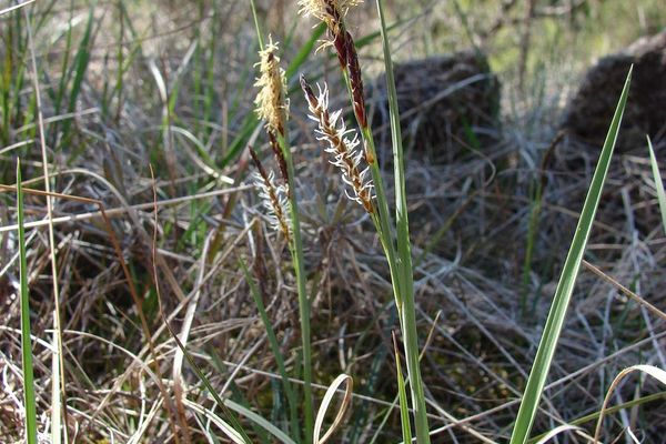 Blue-green sedge