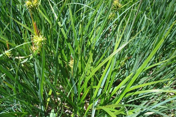 Large yellow sedge