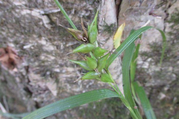 Northern long sedge