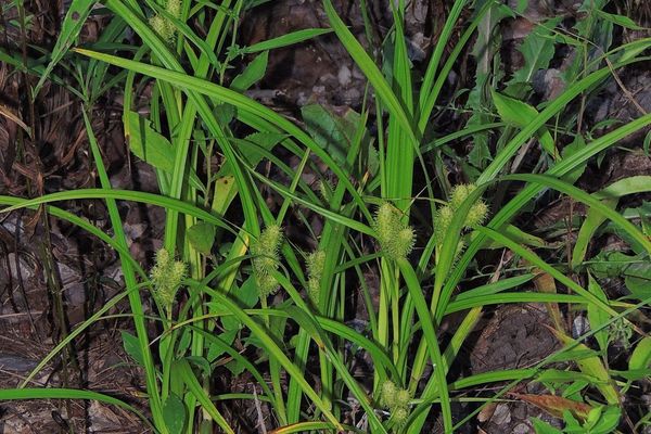 Frank's sedge
