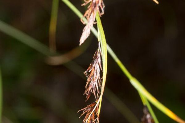 Carex frigida