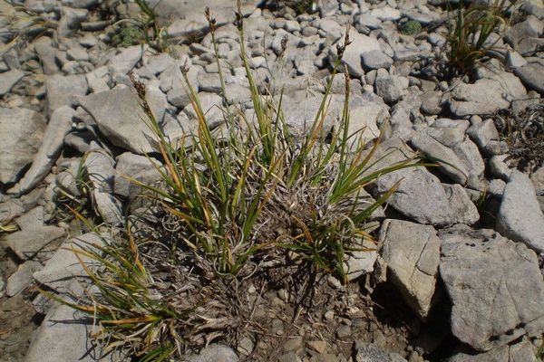 Glacial sedge