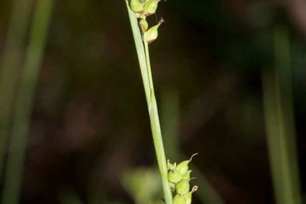 Carex globularis