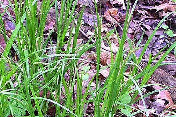 Graceful sedge