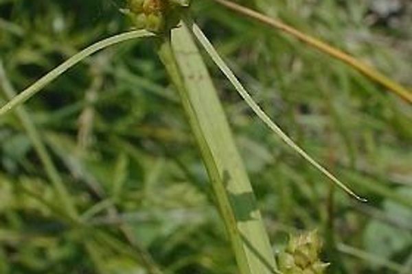 Limestone meadow sedge