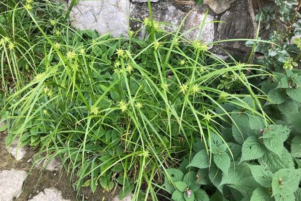 Gray's sedge