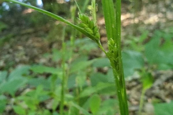 Inflated narrow-leaf sedge