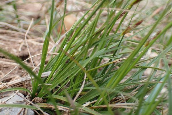 Haller's sedge