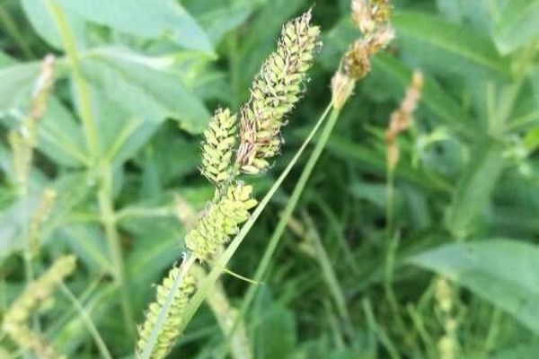 Carex hartmanii