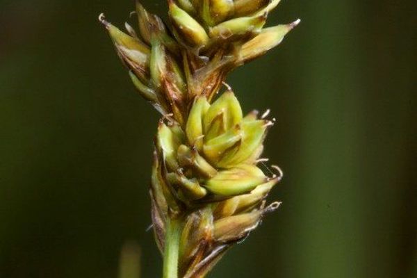 Hudson bay sedge