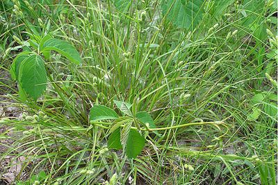 Fuzzy wuzzy sedge