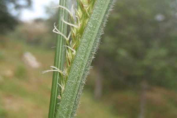 Hairy sedge