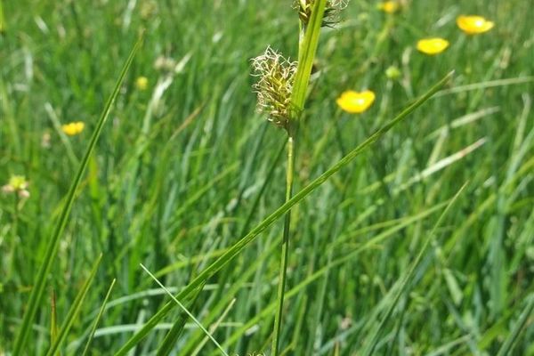 Host sedge
