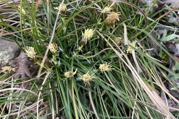 Dwarf sedge