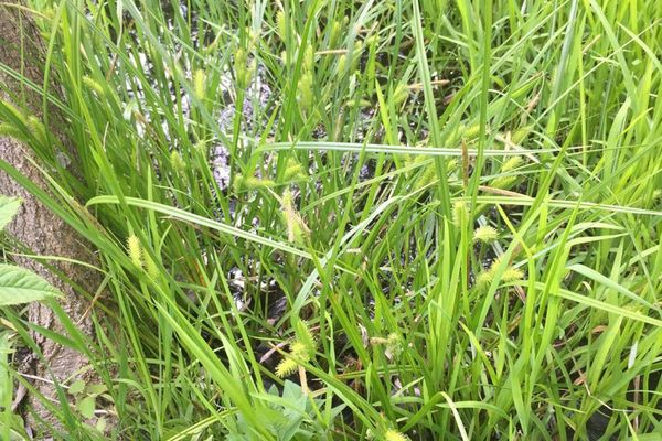 Bottlebrush sedge