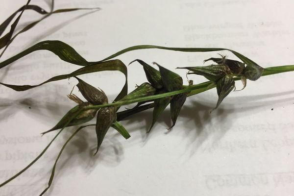 Greater bladder sedge