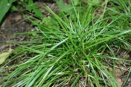 Grass sedge