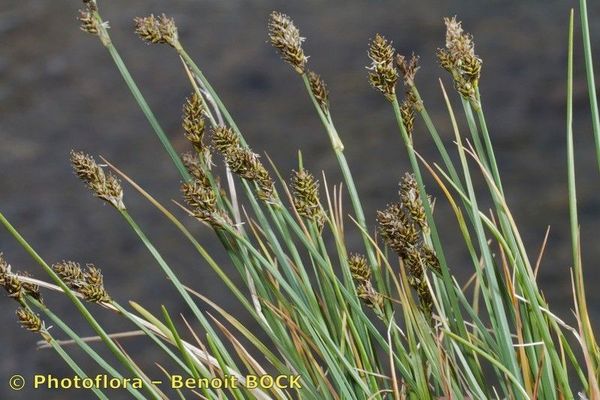 Twotipped sedge