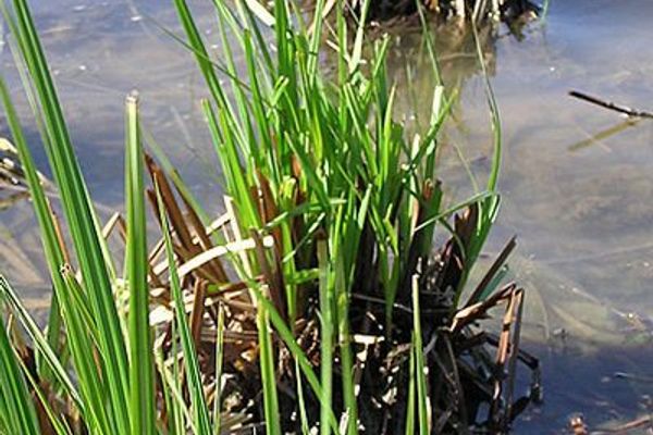 Hairy sedge