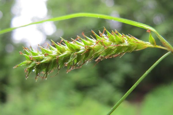 Smooth-stalked sedge