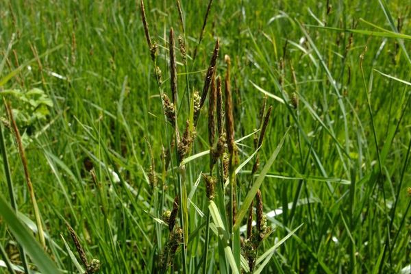 Slender sedge