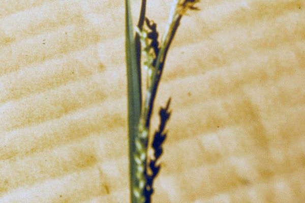Broad looseflower sedge