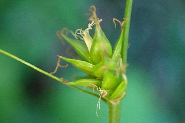 Grassland sedge
