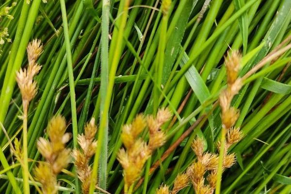 Oval sedge