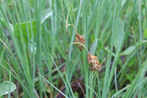 Bog sedge