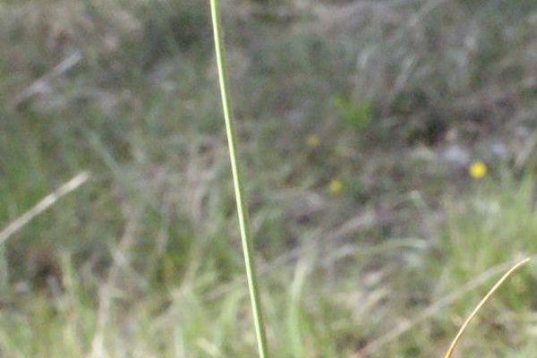 Carex liparocarpos
