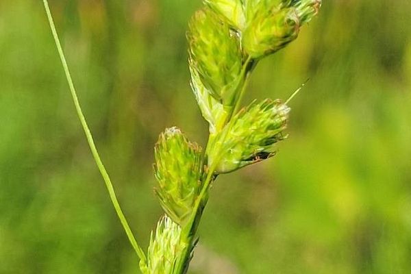 Long's sedge