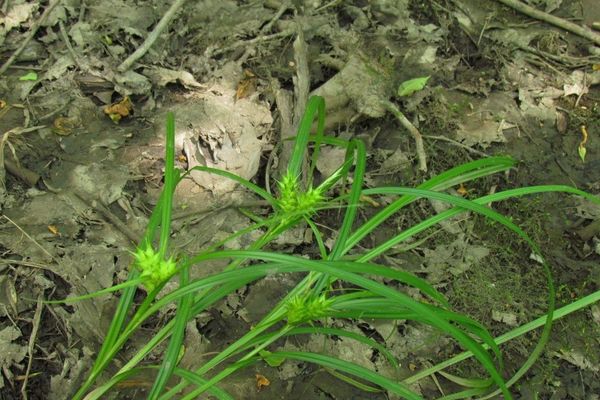 Hop sedge