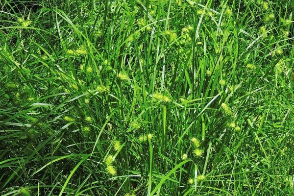 Shallow sedge