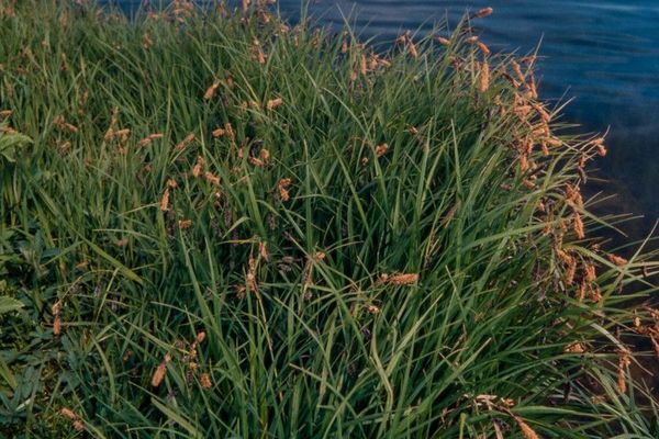Lyngbye's sedge