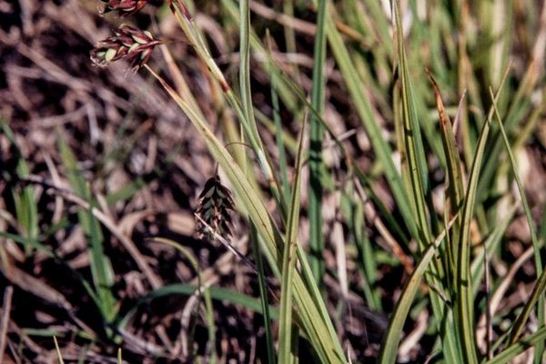 Tall bog sedge