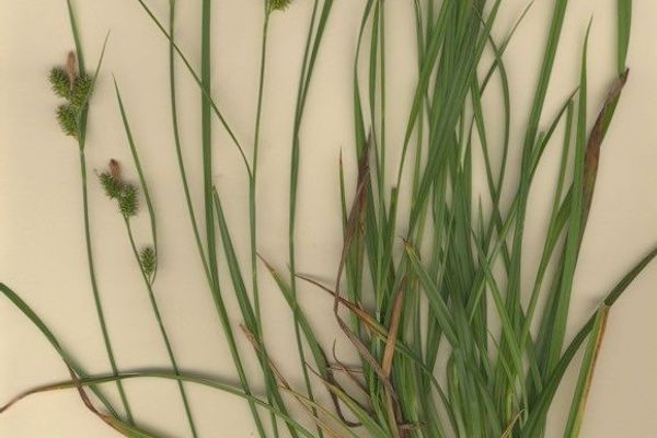 Carex mairei
