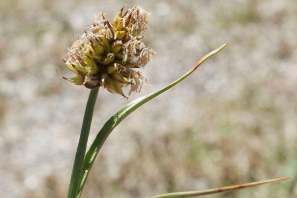 Curved sedge