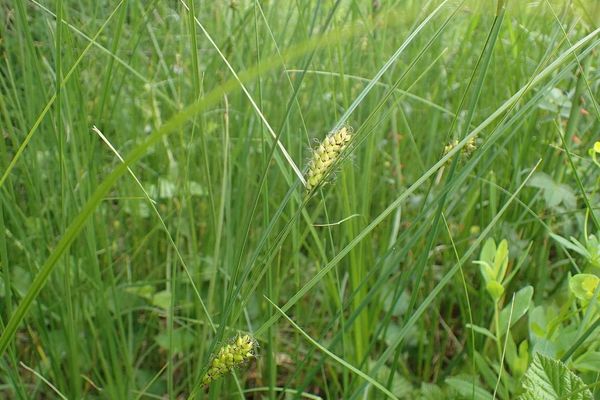 Great plains sedge