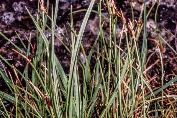 Fewseeded bog sedge