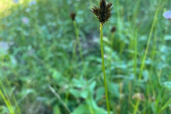 Smallwing sedge
