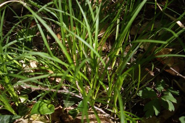Mountain sedge
