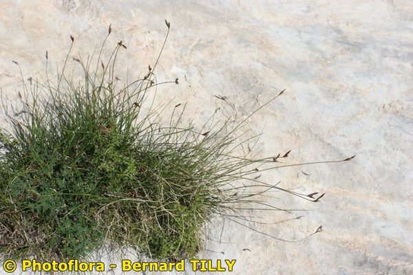 Carex mucronata