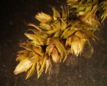 Muhlenberg's sedge