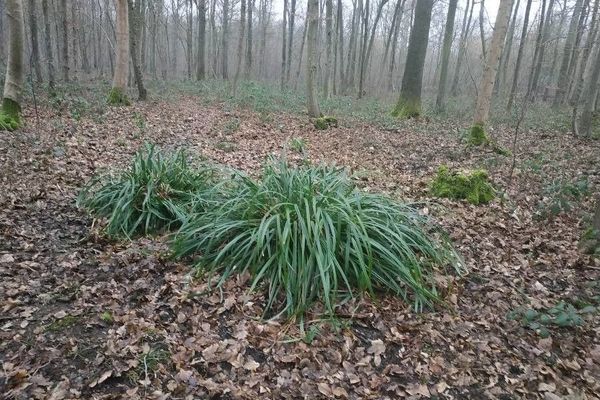 Rough sedge