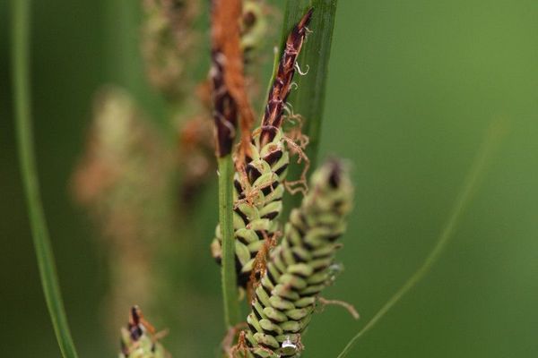 Black sedge