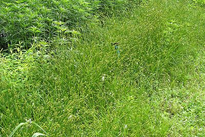 Greater straw sedge