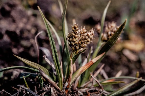 Norway sedge