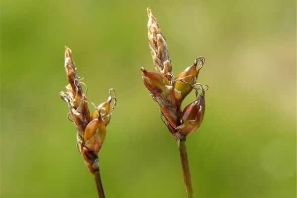 Obtuse sedge